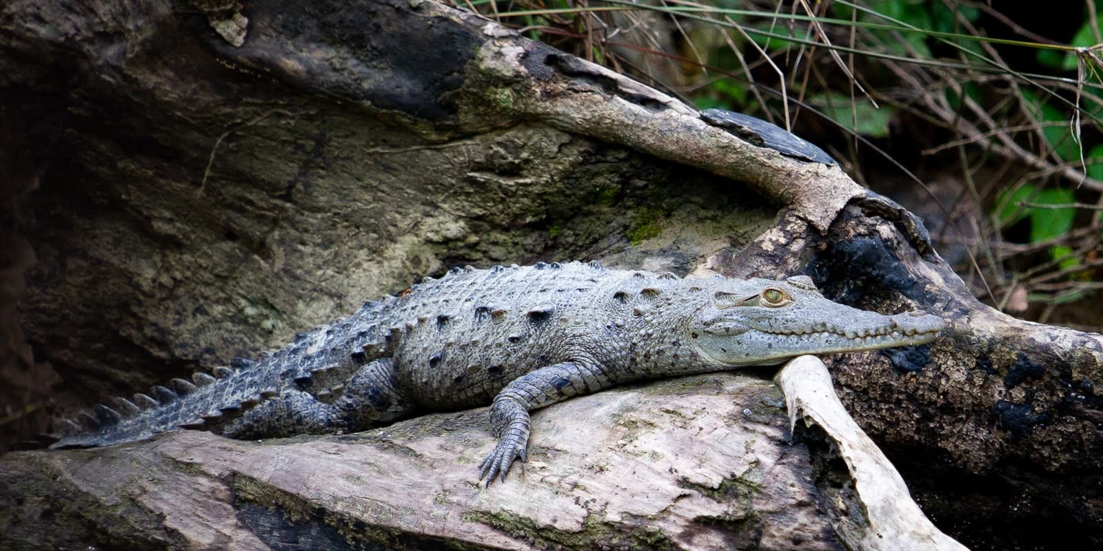 Cocodrilo grisáceo de hocico afilado recostado sobre un tronco junto a la roca