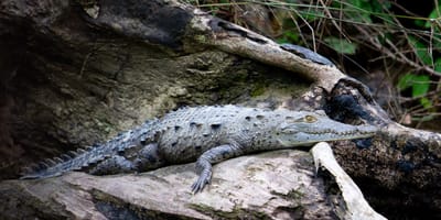 Cocodrilo grisáceo de hocico afilado recostado sobre un tronco junto a la roca