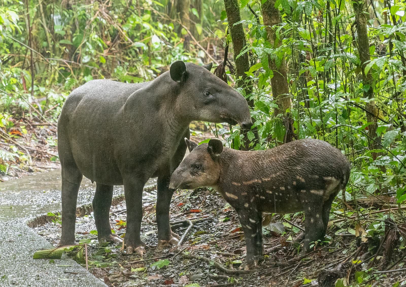 Danto adulto junto a su cría de pelaje moteado en un sendero húmedo del bosque