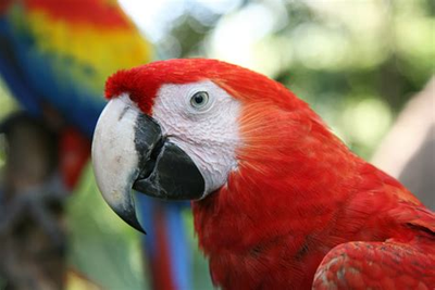 Primer plano de la cabeza roja de una guacamaya con otra de fondo