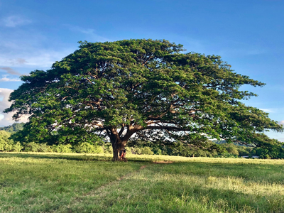 Guanacaste de copa hemisférica solitaria en un potrero
