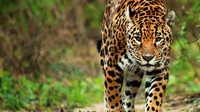 Jaguar avanzando por un sendero del bosque con mirada fija