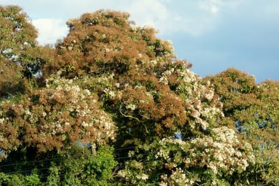Laurel en flor con panículas blancas y cálices pardos bajo un cielo azul nublado