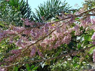 Madrecacao cubierto de flores rosadas en densos racimos entre sus ramas verdes