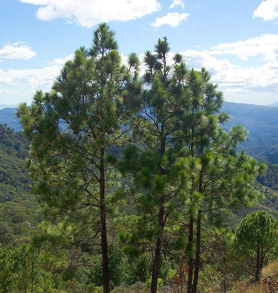 Pinos ocotes erguidos sobre un bosque de montaña y cielo nublado