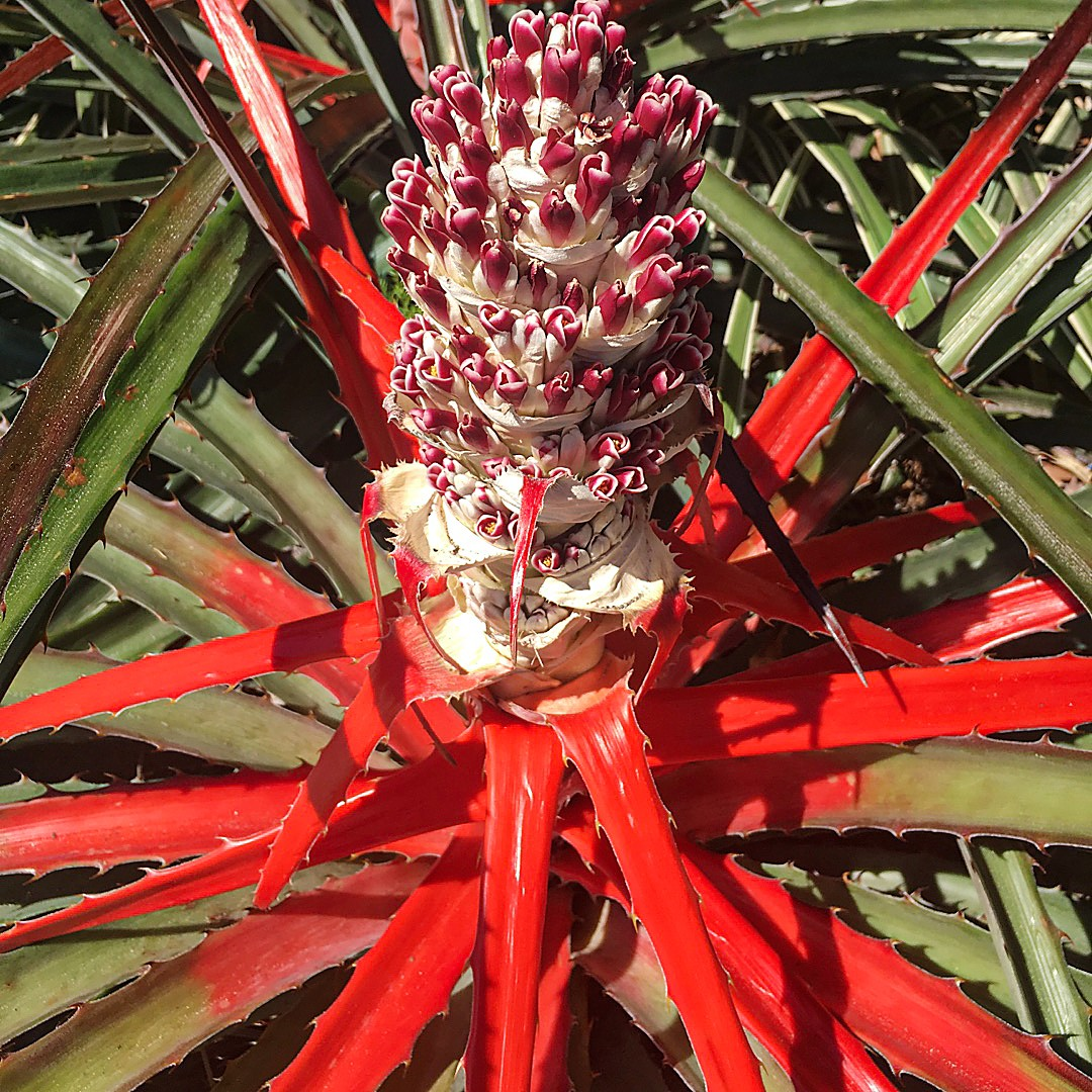 Inflorescencia granate entre hojas rojas y espinosas de la piñuela