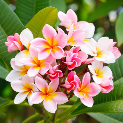 Racimo de flores de sacuanjoche rosa, blancas y amarillas