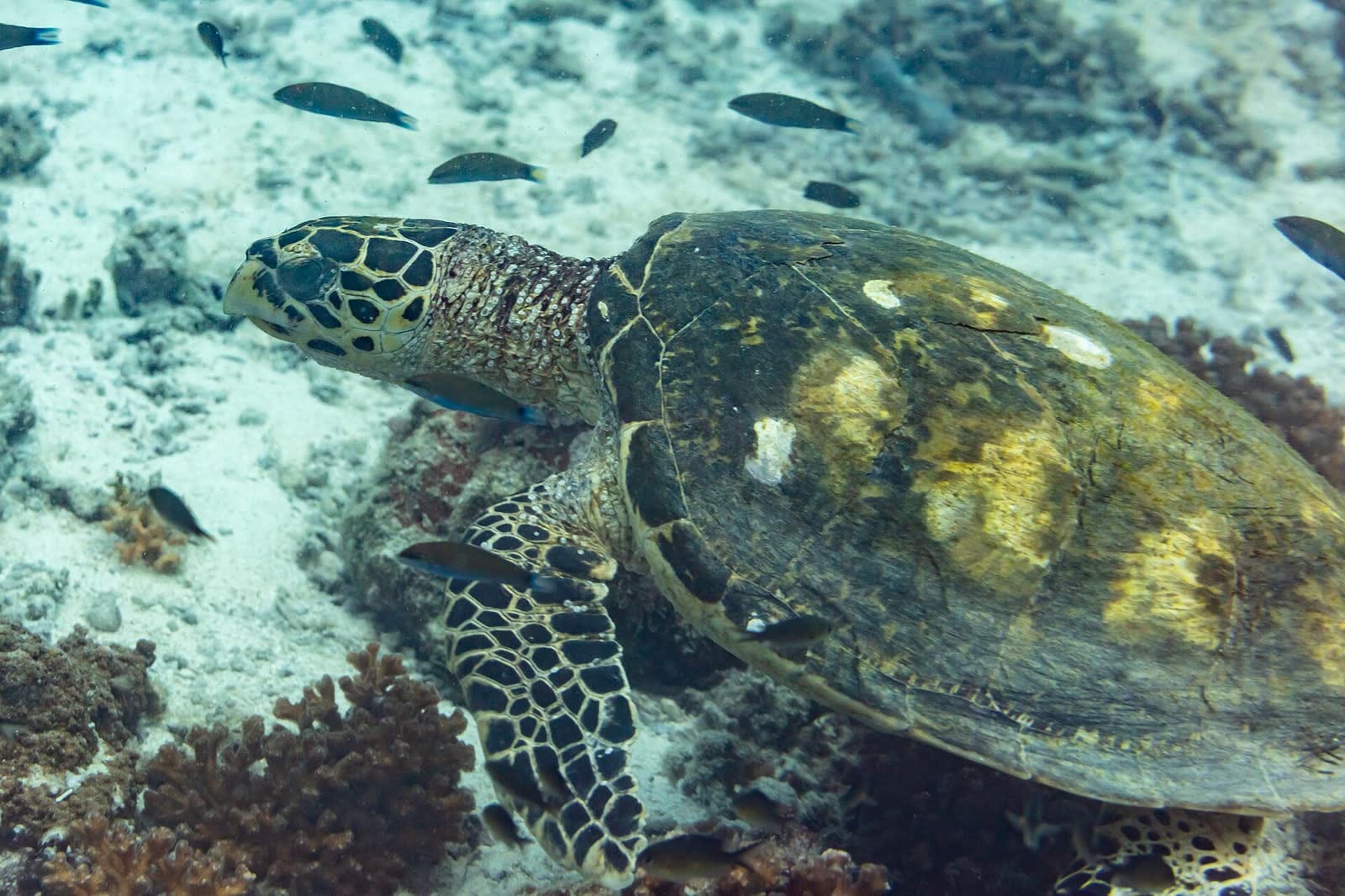 Tortuga carey sobre un fondo de arena y coral con varios peces a su alrededor